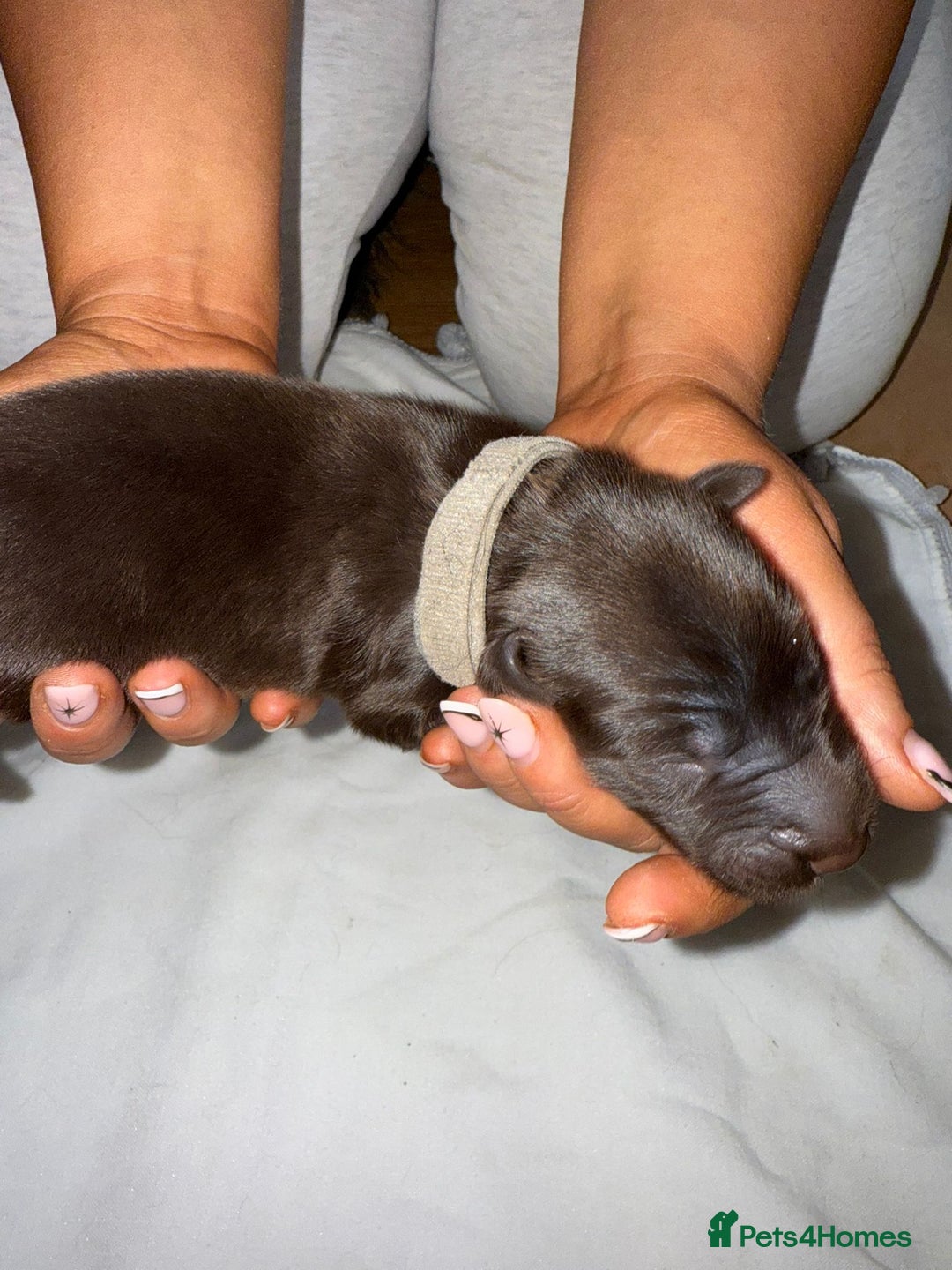 Flat coated Retriever dogs for sale: Flat coat Retriever Puppies for sale - Image 5