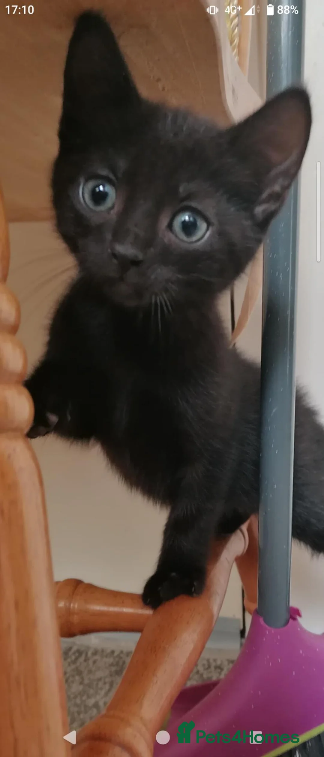 Bombay cats for sale: Bombay kitten - Advert 2