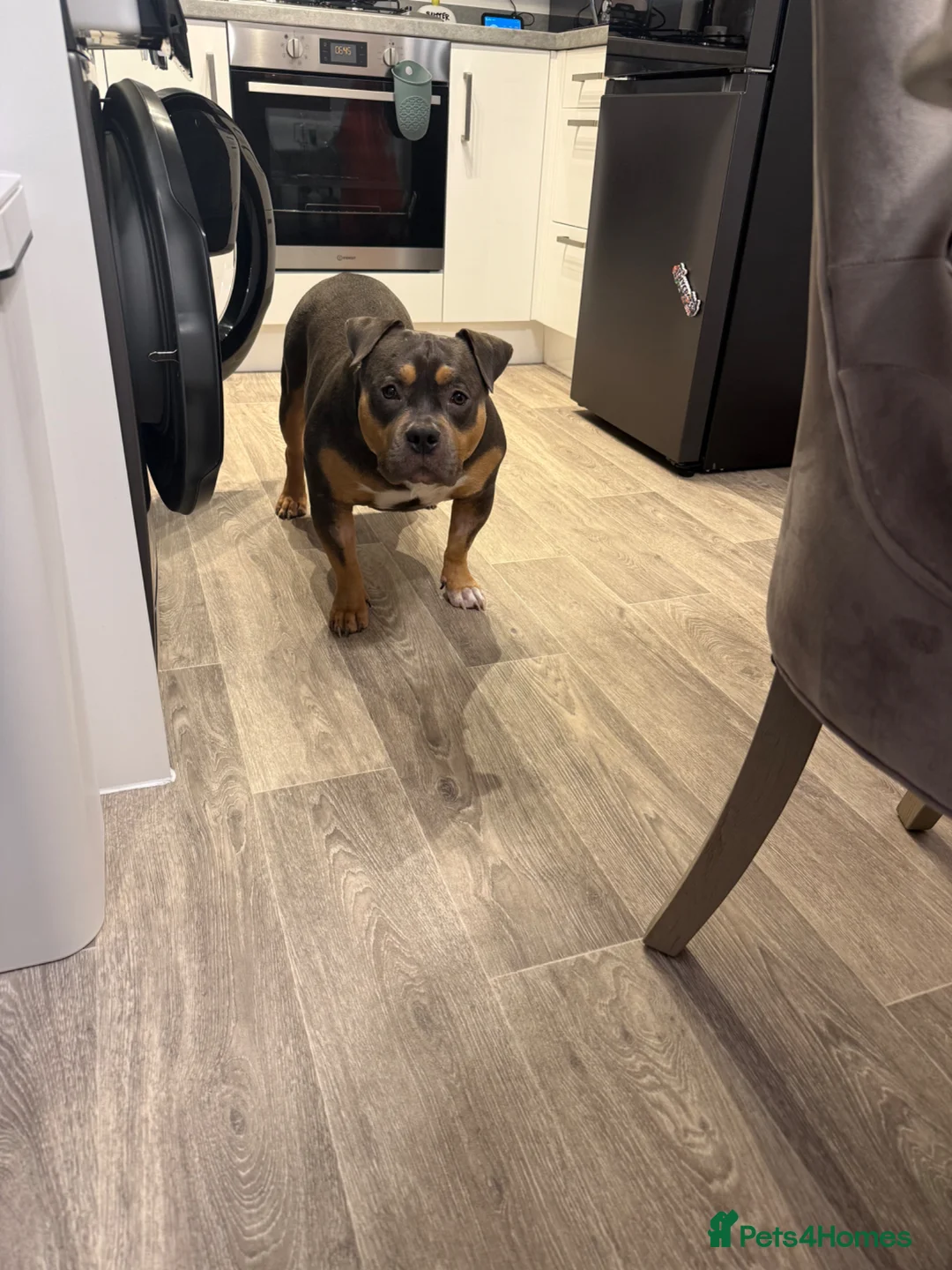 American Bully dogs for stud: ABKC Registered American Bully Pocket Stud in Stoke-on-Trent - Advert 7