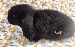 Mini Lop rabbits for sale: Beautiful mini lops  - Image 3