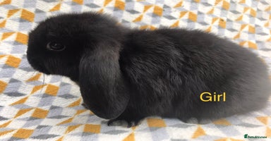 Mini Lop rabbits - Advert 10