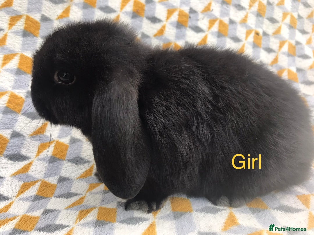 Mini Lop rabbits for sale: Beautiful mini lops  - Image 3