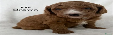 Australian Labradoodle 1