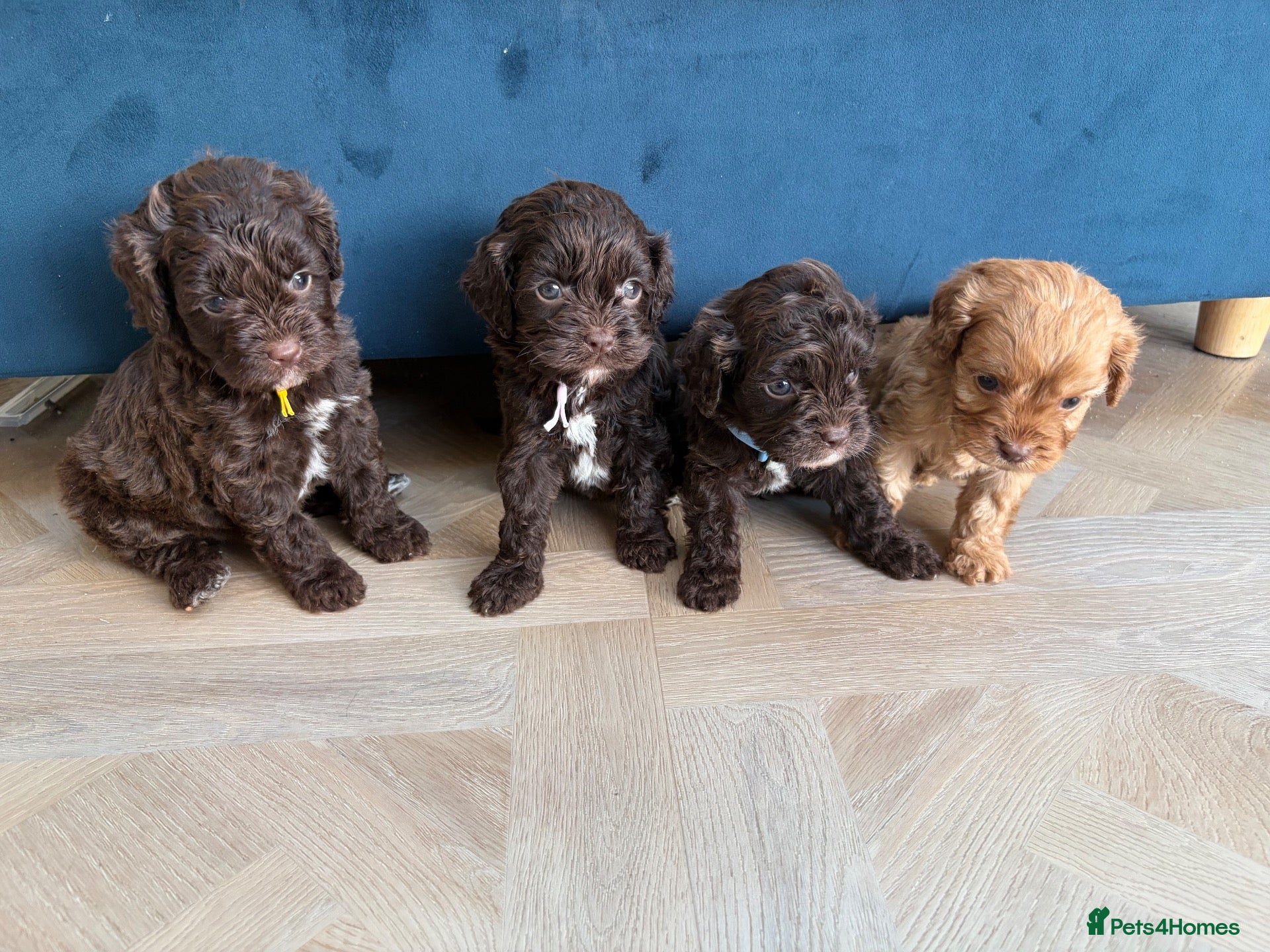 Cavapoo dogs for sale: 🤎Chocolate F1 ExtensivelyHealthTested  - Advert 1