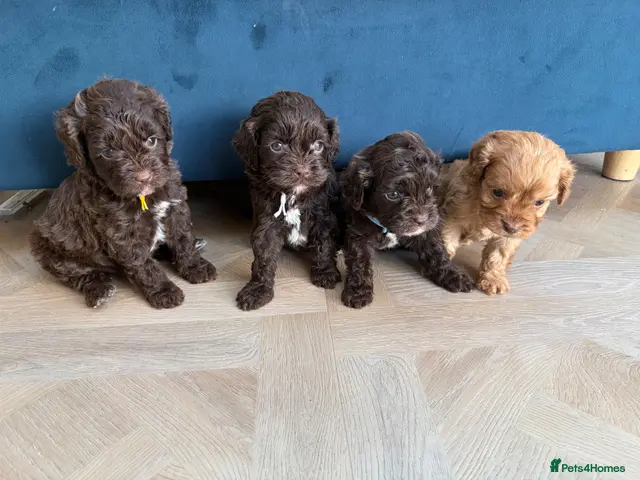 Cavapoo dogs for sale: 🤎Chocolate F1 ExtensivelyHealthTested - Advert 1