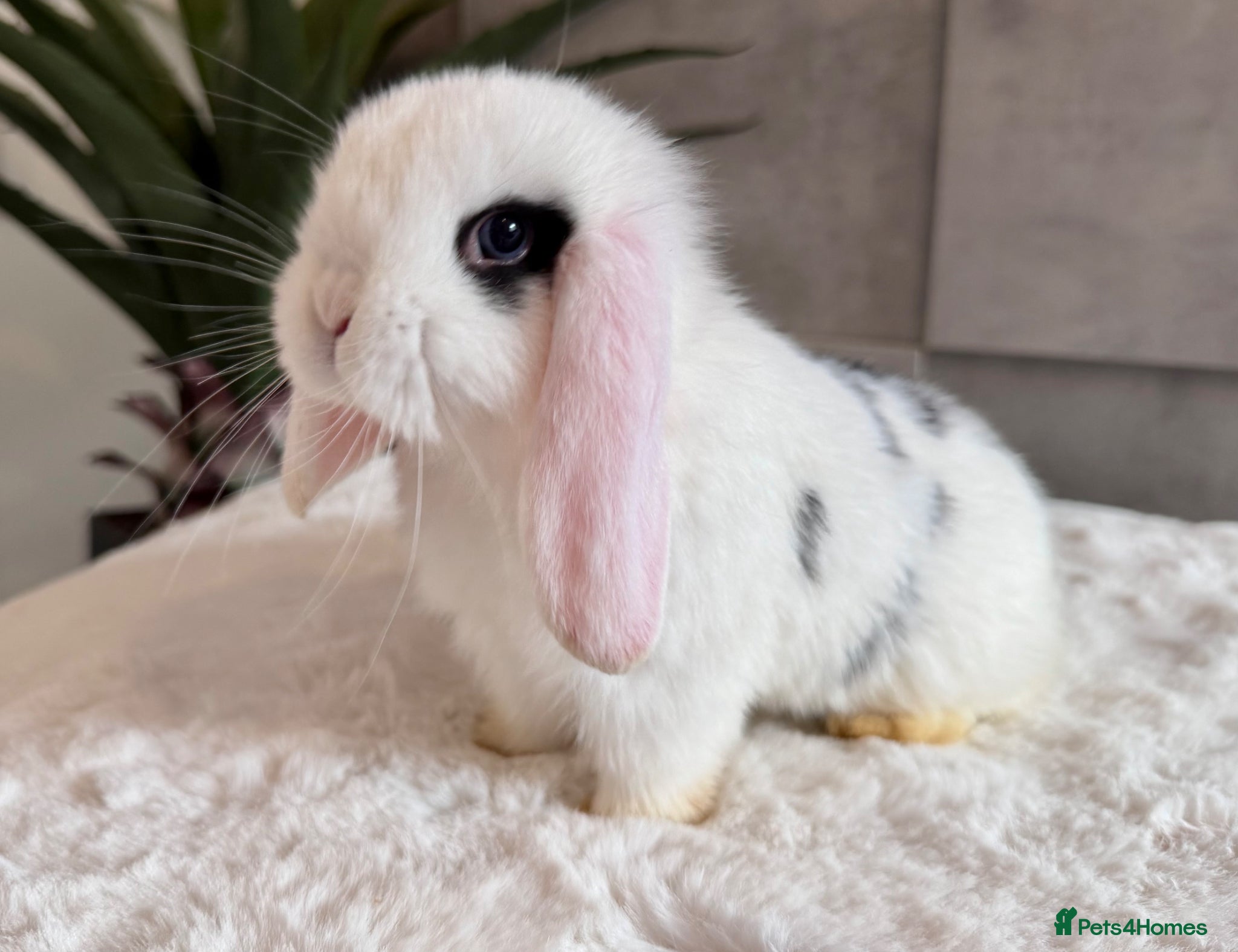 Mini Lop rabbits Minilop babies (friendly & super tame) - Advert 18
