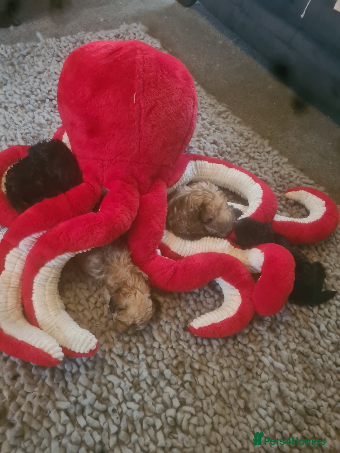 Maltipoo dogs for sale: MALTIPOO 🥰🥰 READY TO LEAVE  - Advert 9