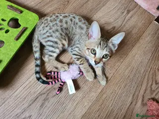 Savannah cats F3 Svannahs Girl Pedigree - Advert 6