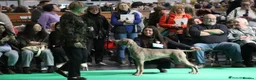 Weimaraner dogs for sale: Two gorgeous kc Weimaraner boys  - Advert 17