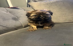 Shih Tzu dogs for sale: Shihtzu Puppies Available for reserve - Image 20