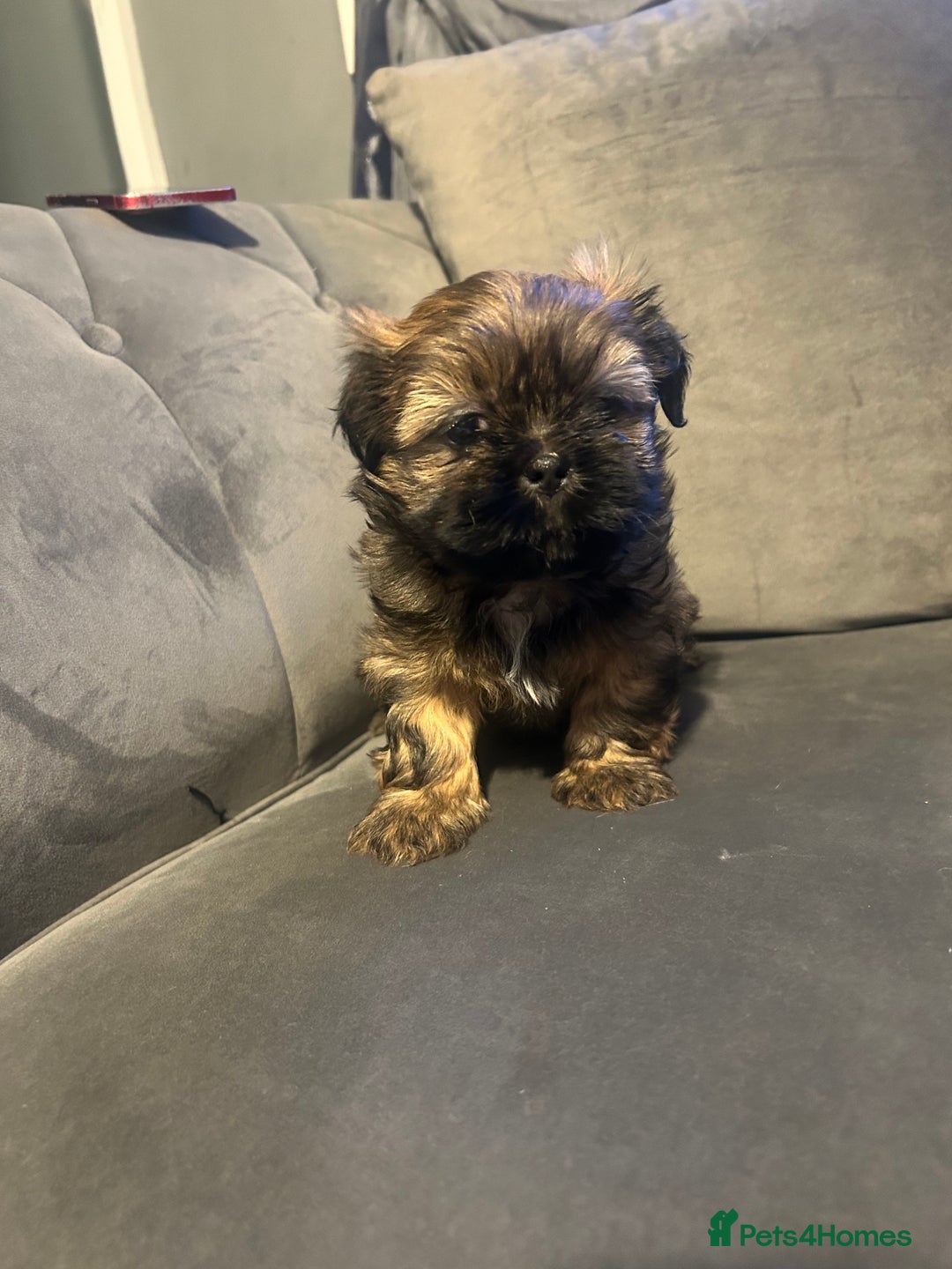 Shih Tzu dogs for sale: Shihtzu Puppies Available for reserve - Image 20