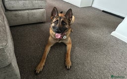 Belgian Shepherd Dog dogs for sale: Chunky Boy Top working lines  - Image 10