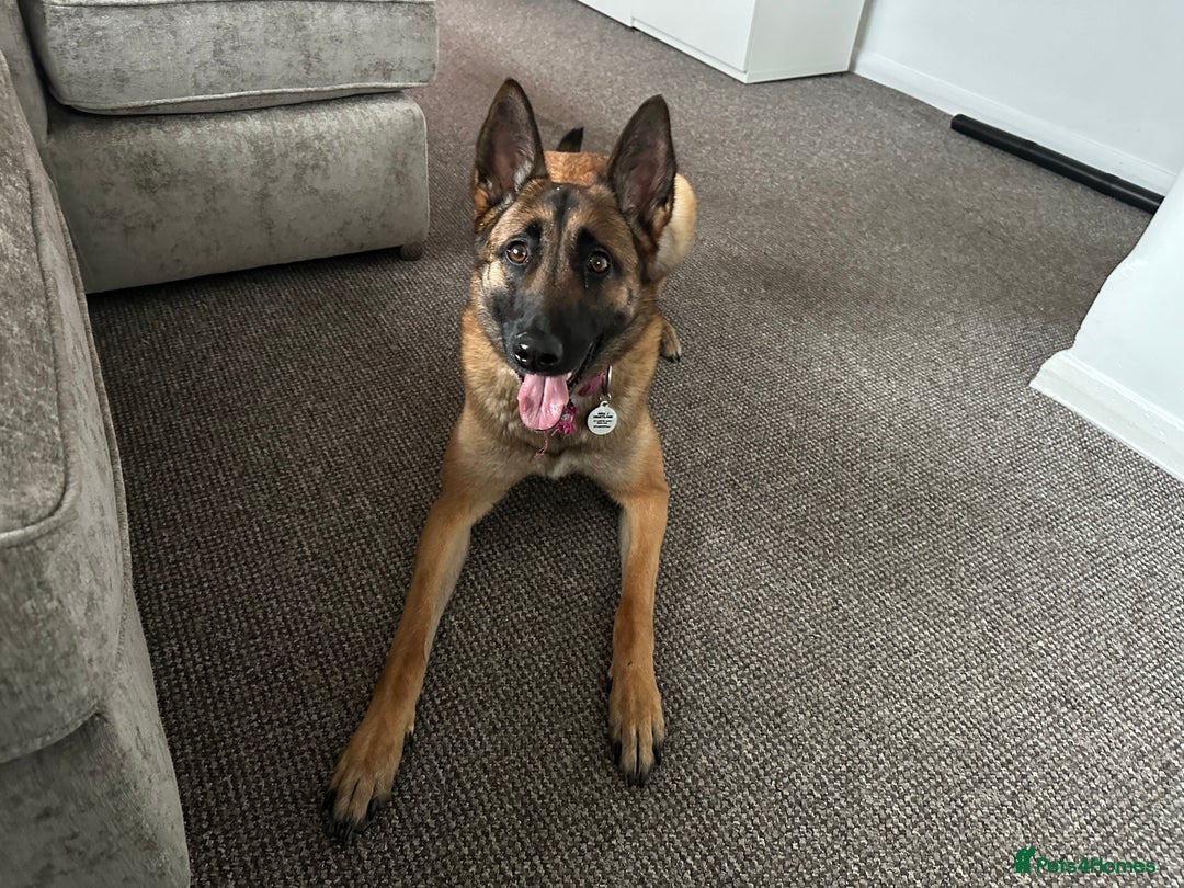 Belgian Shepherd Dog dogs for sale: Chunky Boy Top working lines  - Image 10