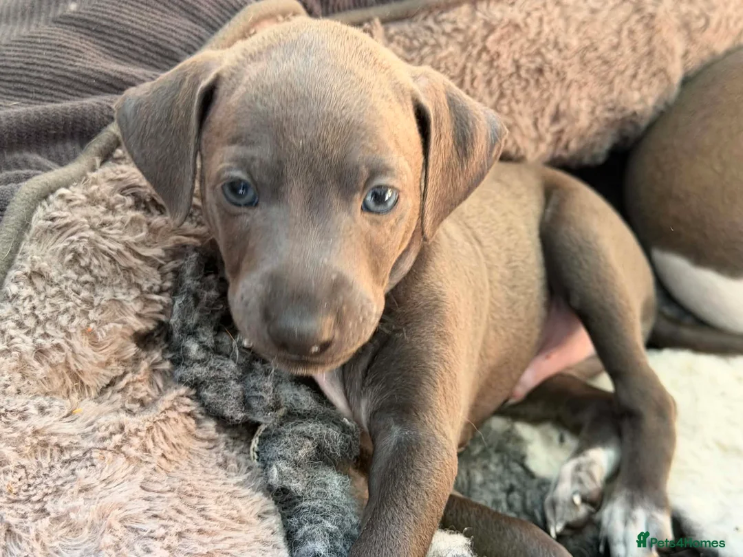 Italian Greyhound dogs for sale: Stunning well bred Italian greyhound -one boy left - Advert 2