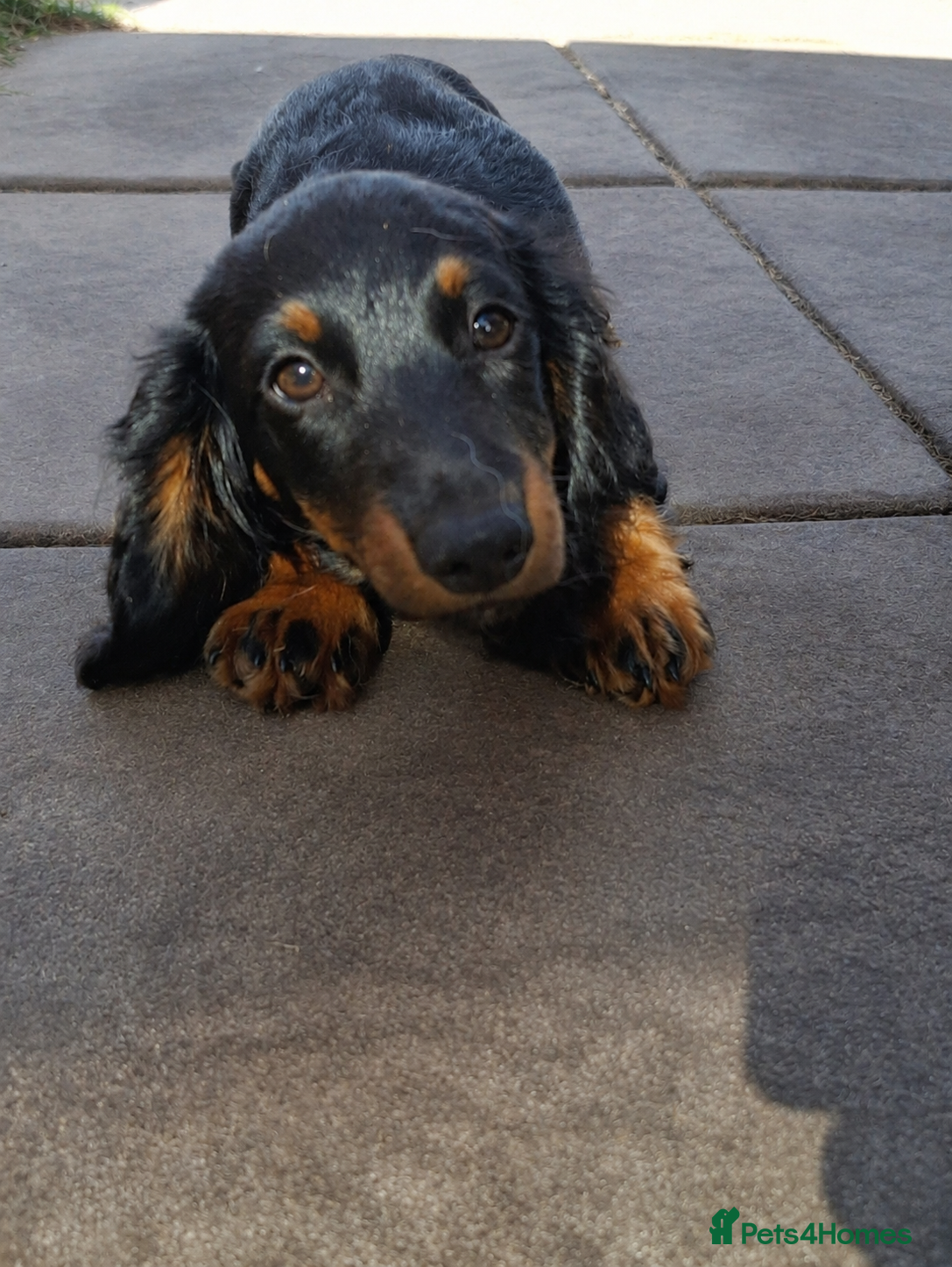 Miniature Dachshund dogs Long Haired miniature dachshund 2 boys  - Advert 17