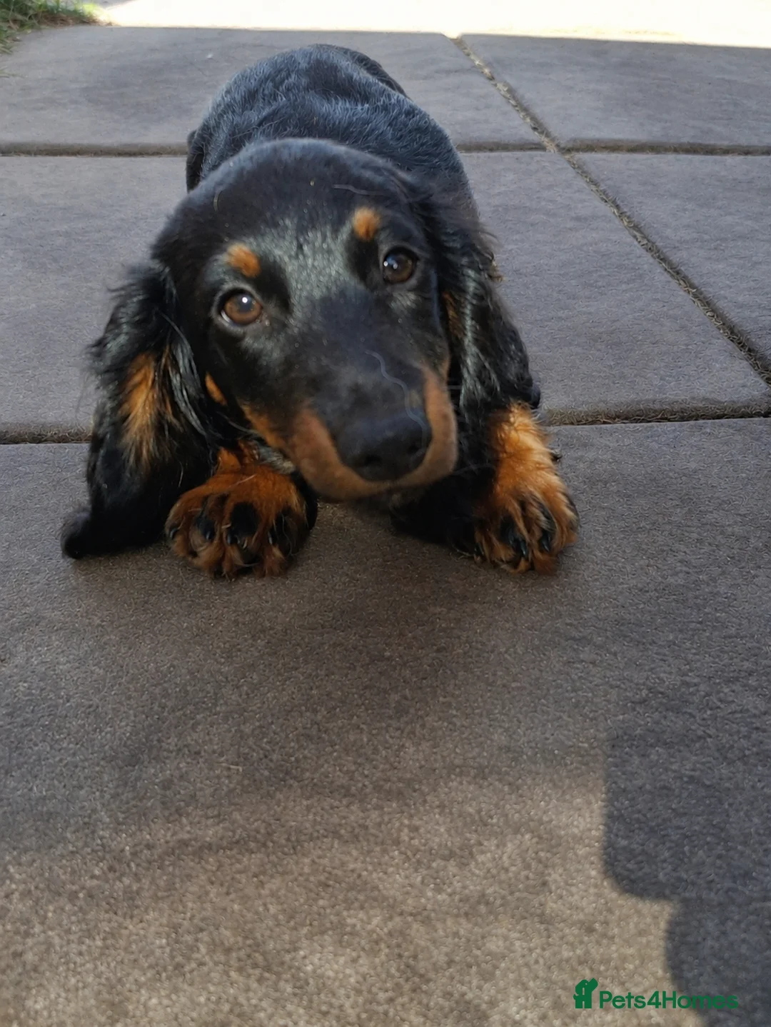 Miniature Dachshund dogs for sale: Long Haired miniature dachshund black and tan boy  - Advert 1