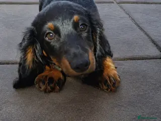 Miniature Dachshund dogs Long Haired miniature dachshund 2 boys - Advert 17