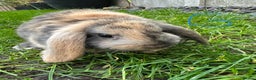 Mini Lop rabbits for sale: Mini Lop Rabbits For Sale  - Advert 8