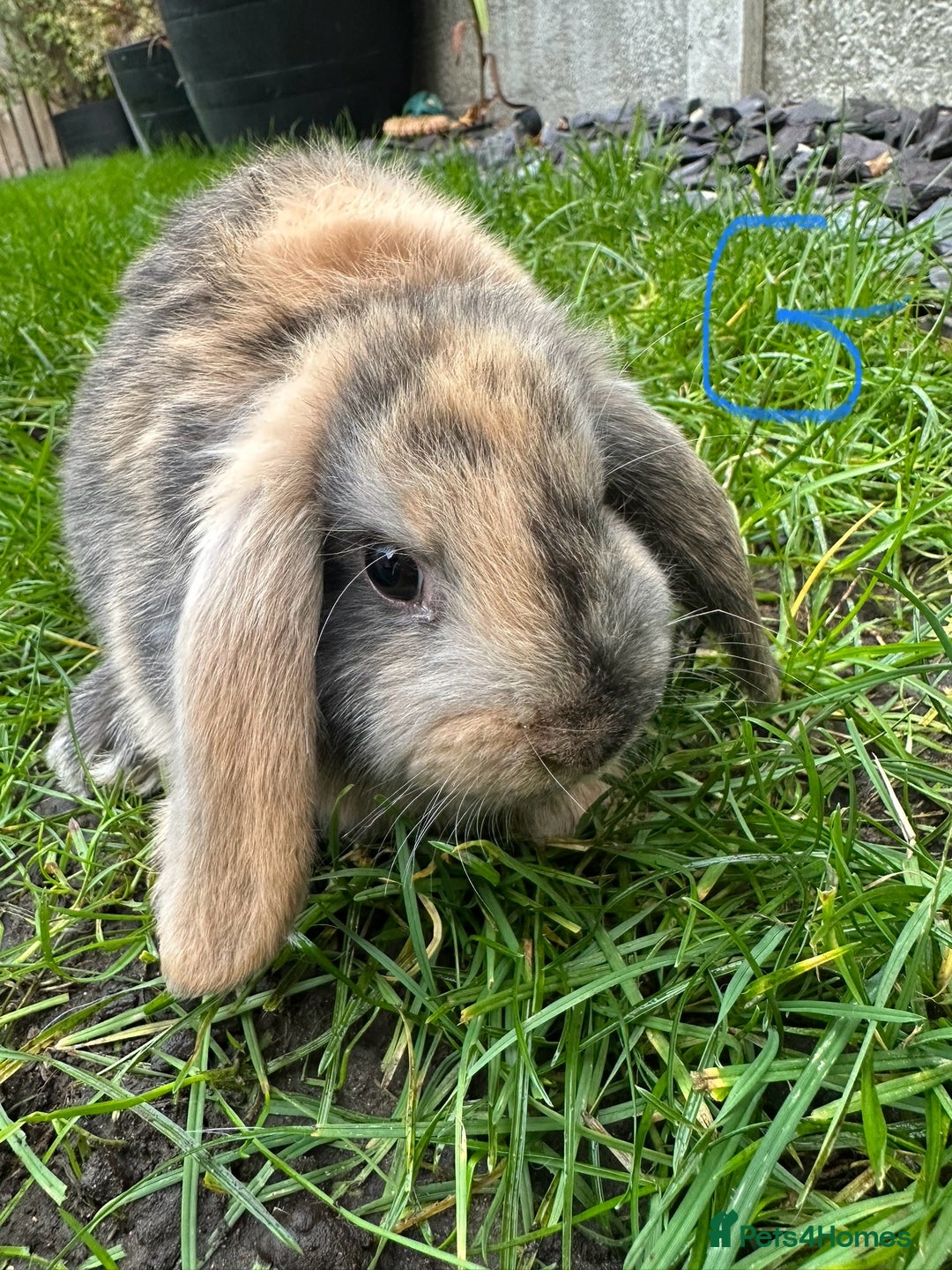Mini Lop rabbits for sale: Mini Lop Rabbits For Sale  - Advert 8
