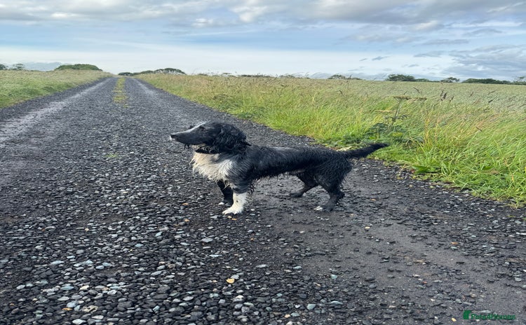 Cocker Spaniel dogs in Trimdon Station - Advert 7