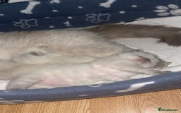 Ragdoll cats for sale: Ragdoll kittens ready to leave now  - Image 6