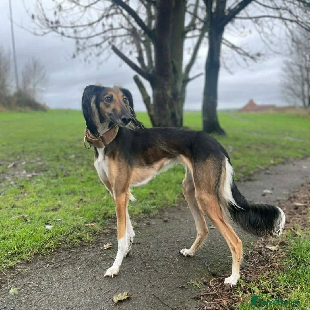 Saluki dogs for sale: Saluki bitch pup  - Advert 2