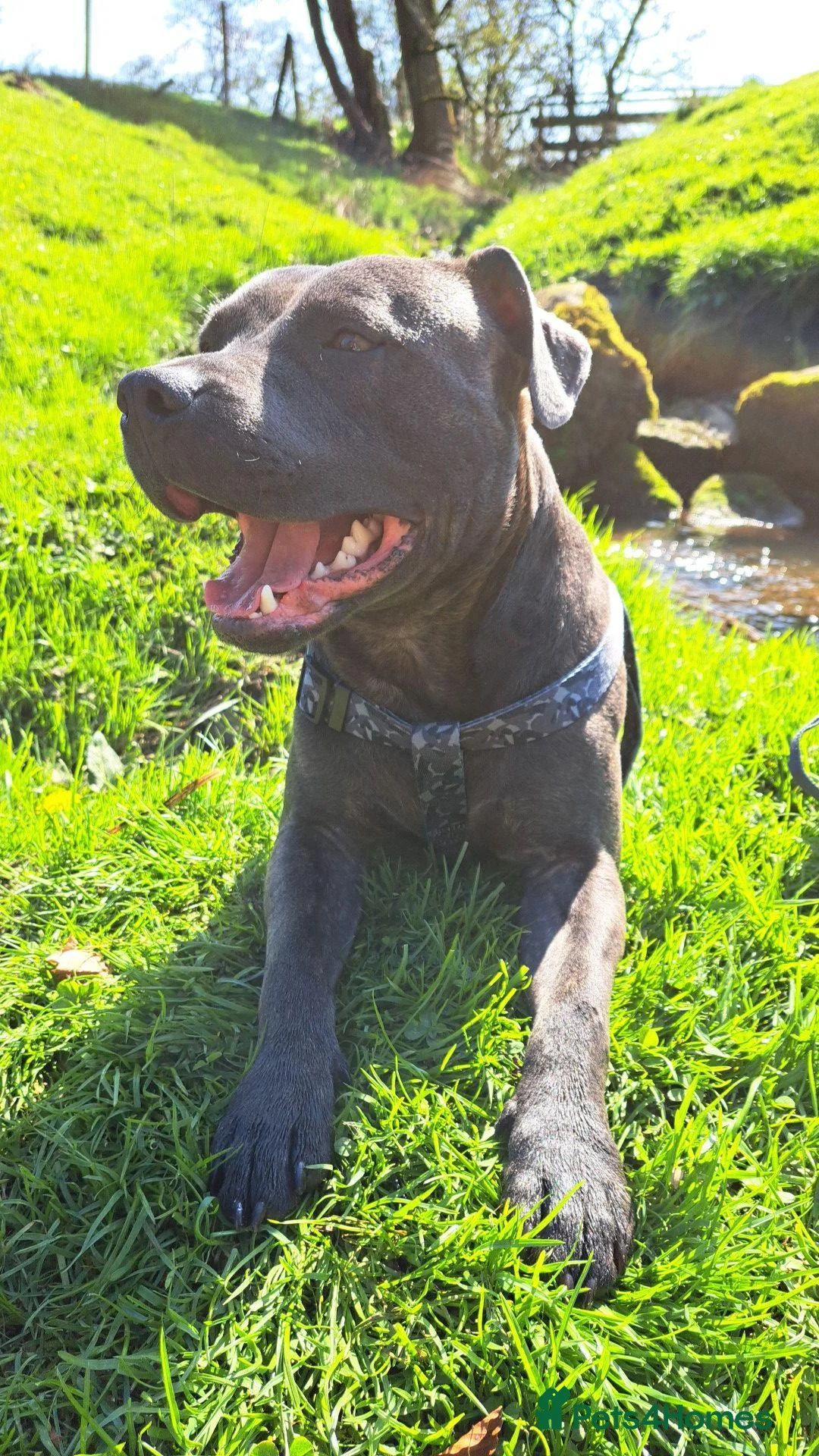 Staffordshire Bull Terrier dogs for stud: Blue/brindle  in Blackburn - Advert 4
