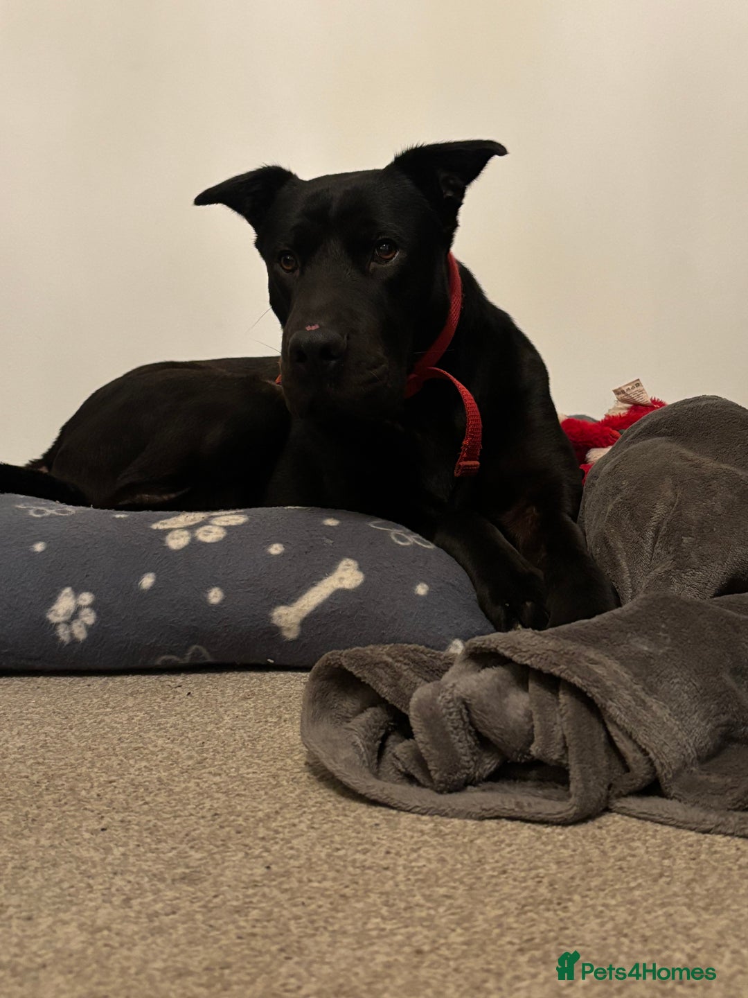Mixed Breed dogs for sale: Hugo, 4 year old - Image 2