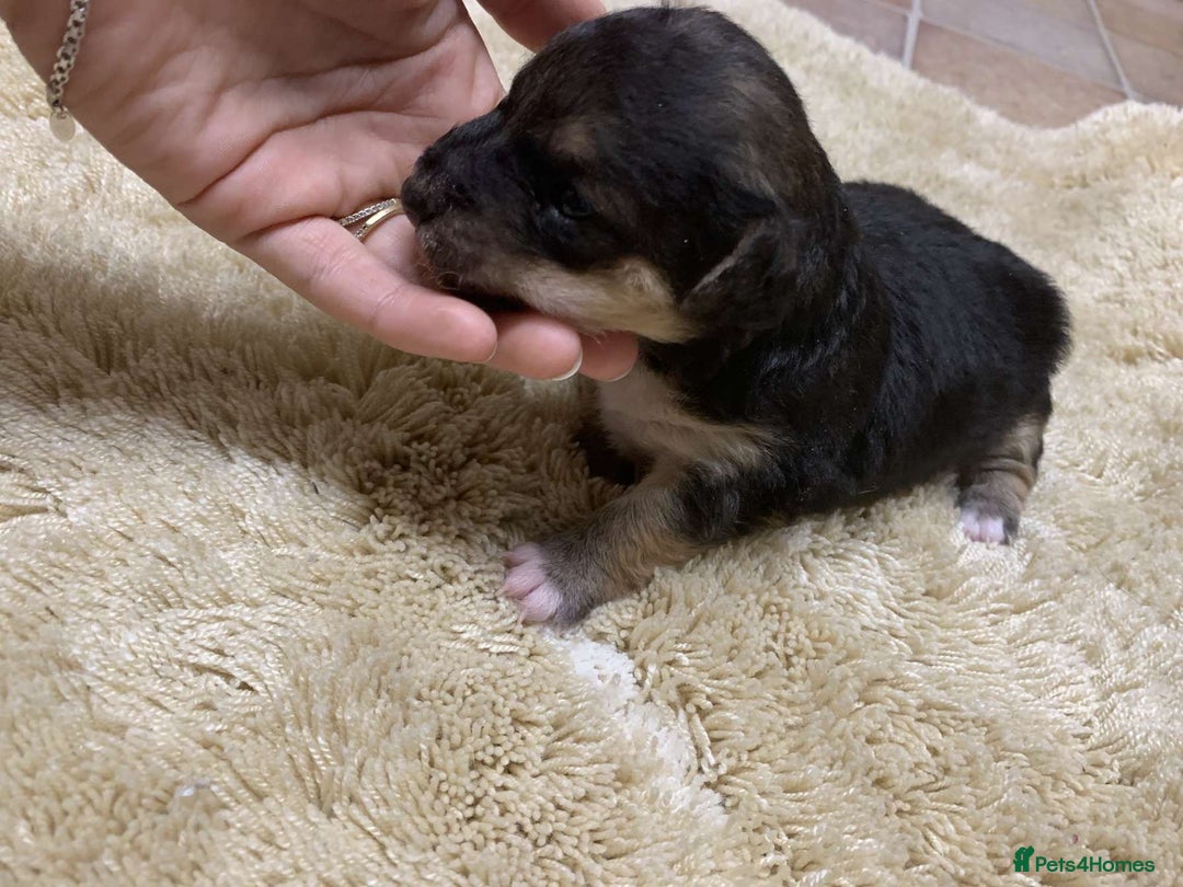 Jack Russell dogs for sale: Jack Russell puppies  - Advert 3