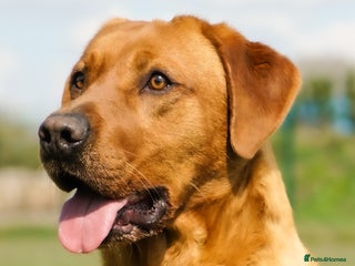 Labrador Retriever dogs in Ibstock - Advert 21