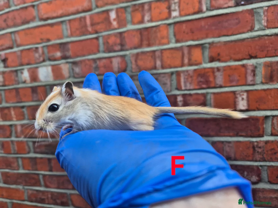 Gerbil rodents for sale: 7 week old gerbils - Advert 1