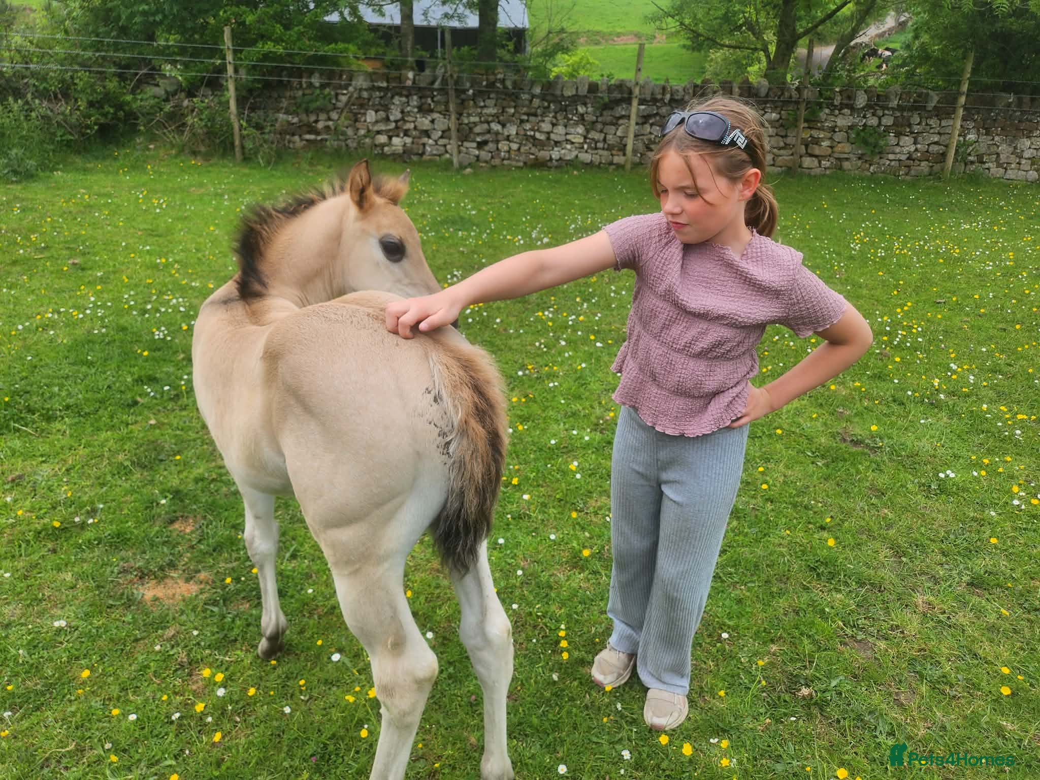 American Quarter horses for sale: QH Filly searching for superior dwelling & staff - Advert 5