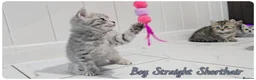 Scottish Fold cats for sale: Scotish fold kittens - Advert 5