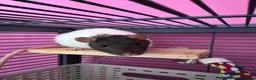 Rat rodents for sale: 2 Female Hooded Rats with Critter Nation Cage - Advert 4