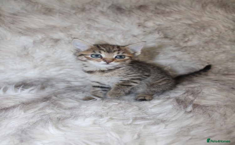 Mixed Breed cats - Advert 1