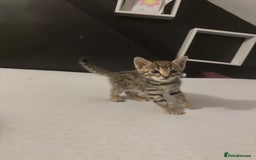 Bengal cats for sale: Cute bengal kittens for sale  - Image 11