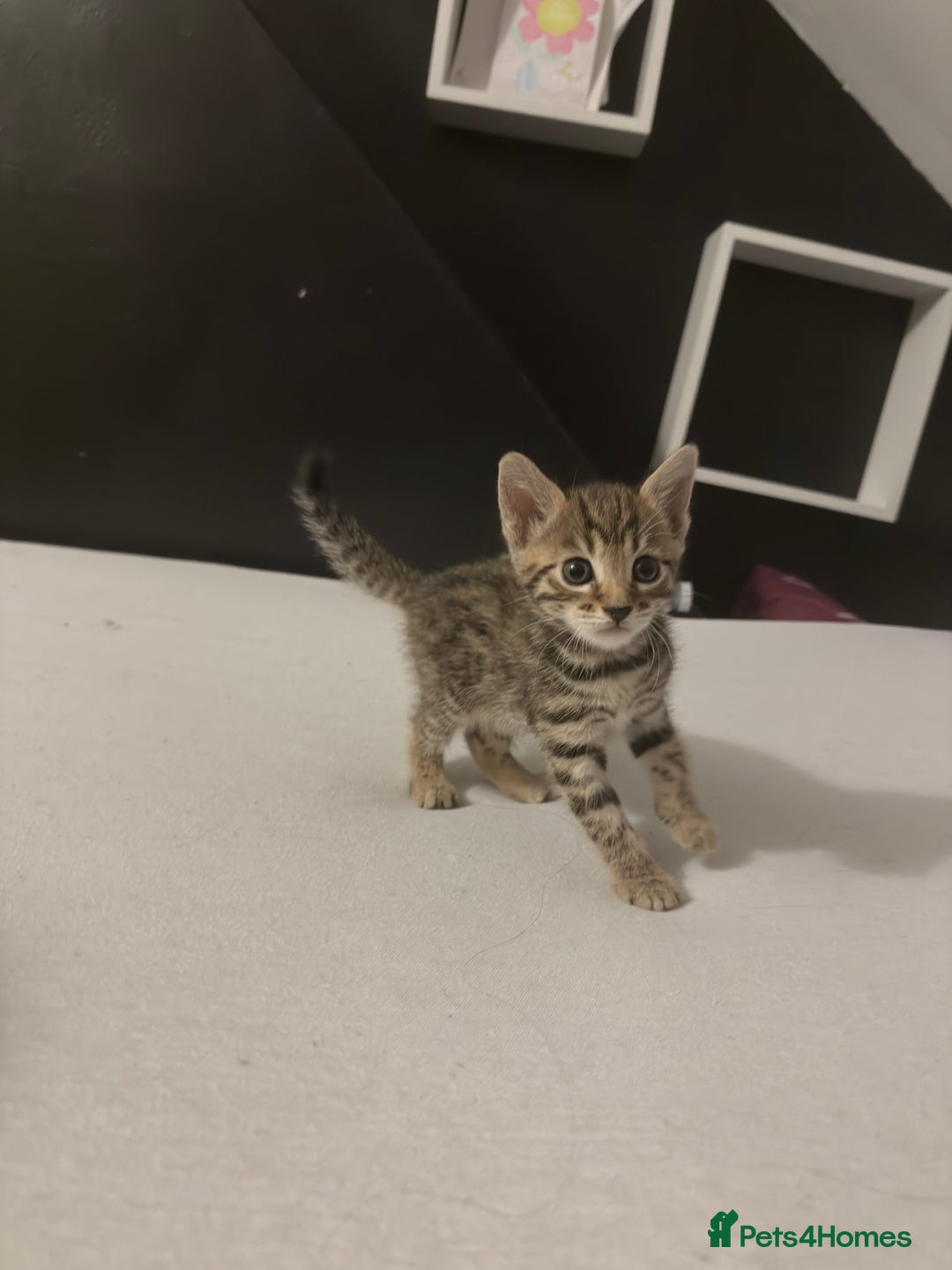 Bengal cats for sale: Cute bengal kittens for sale  - Image 11