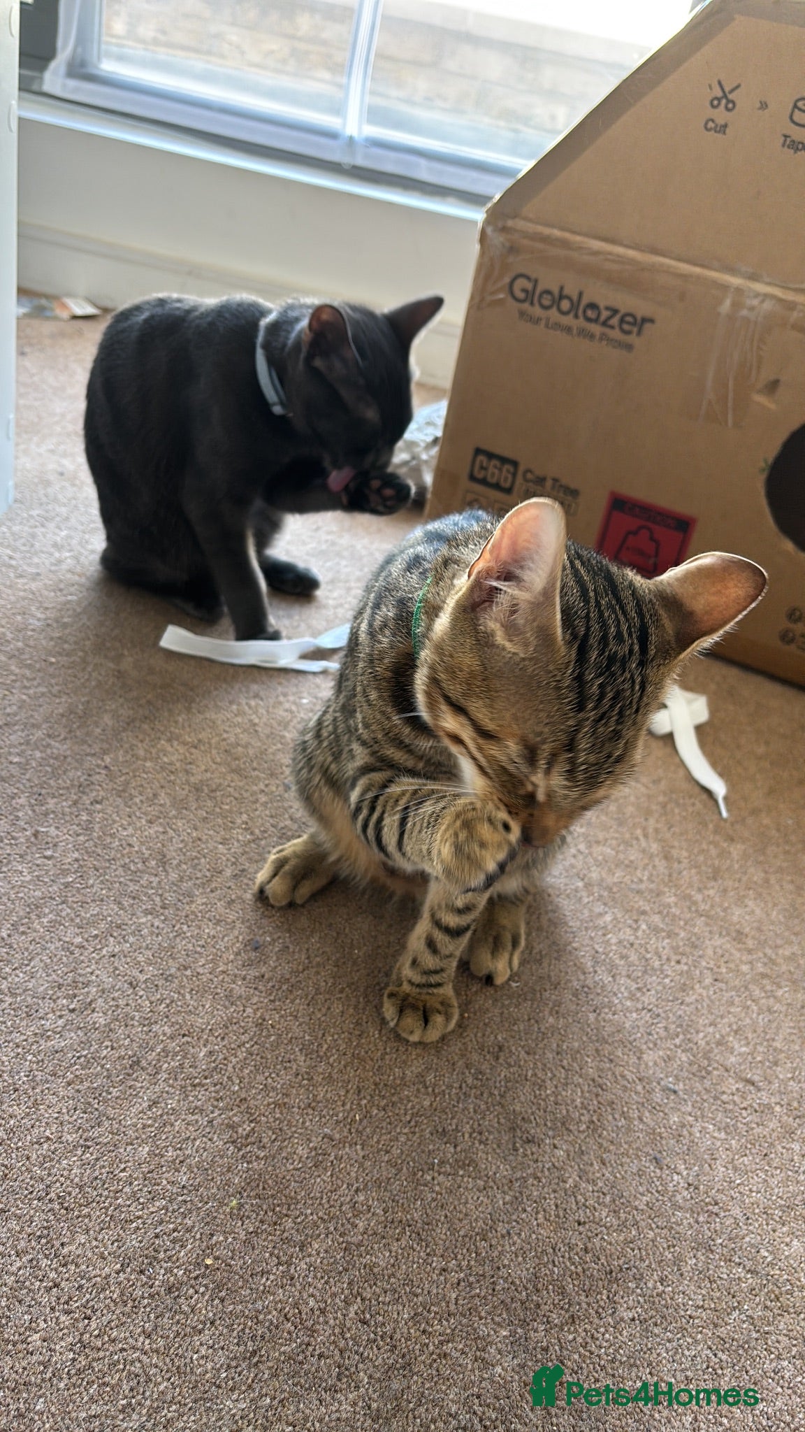 American Shorthair cats 5 month old kittens - Advert 4