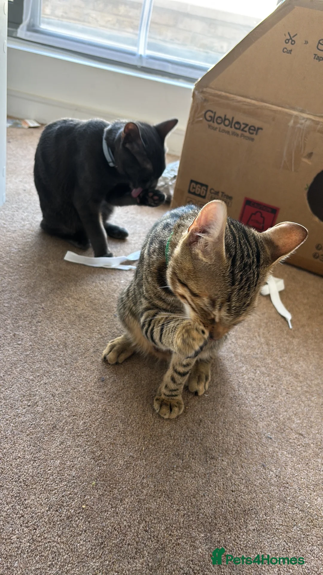 American Shorthair cats for sale: 5 month old kittens in London - Advert 1