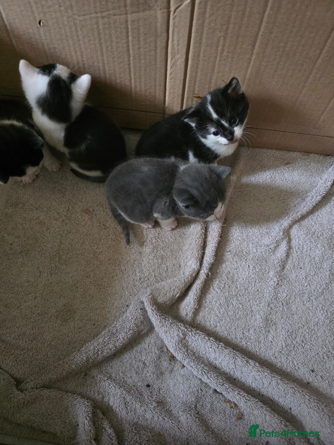 Bengal cats for sale: Two part Bengal boys  - Advert 4