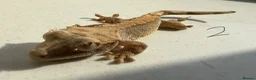 Gecko reptiles for sale:  Lilly white Crested gecko babies - Advert 6