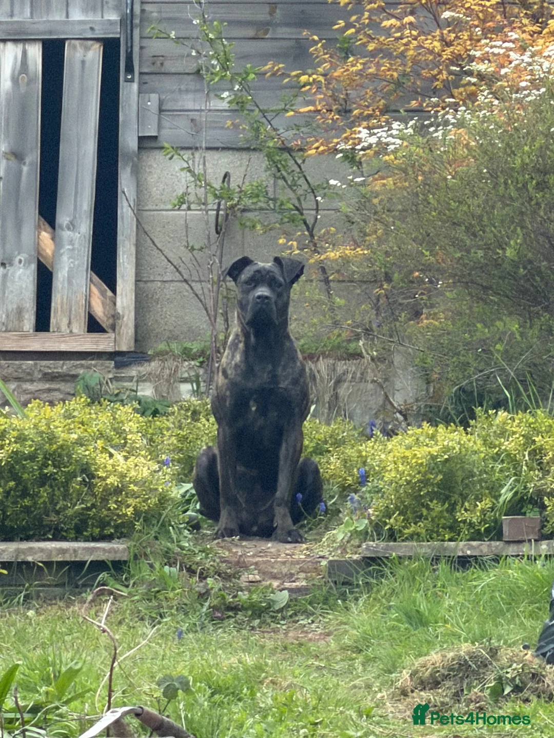Cane Corso dogs for sale: Cane corso x with presa  - Advert 1