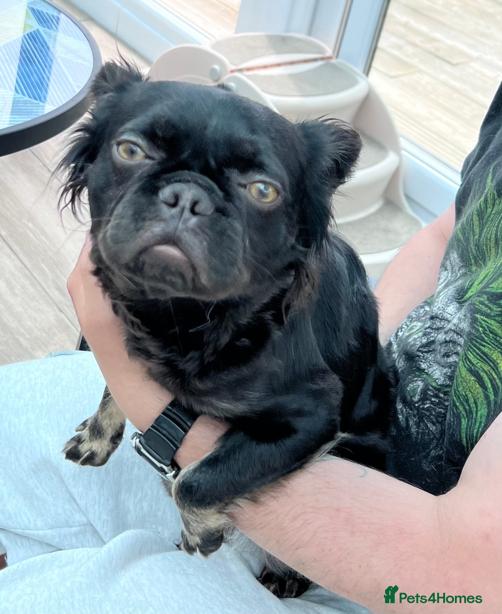 French Bulldog dogs for sale: French bulldog - Advert 4
