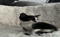 Mixed Breed cats for sale: Beautiful kittens ready for new loving homes  - Advert 14