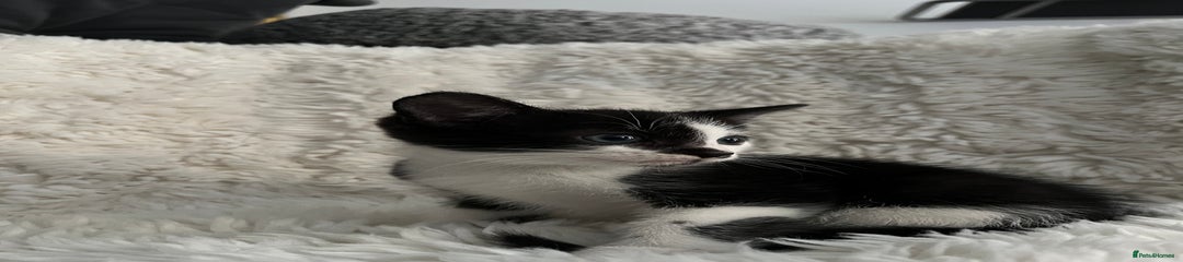 Mixed Breed Kitten 1 - little Charlie 