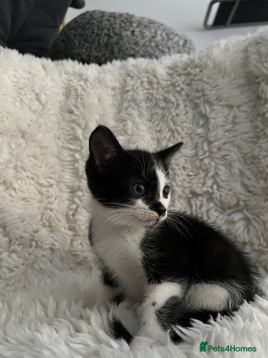 Mixed Breed cats for sale: Beautiful kittens ready for new loving homes  - Advert 14