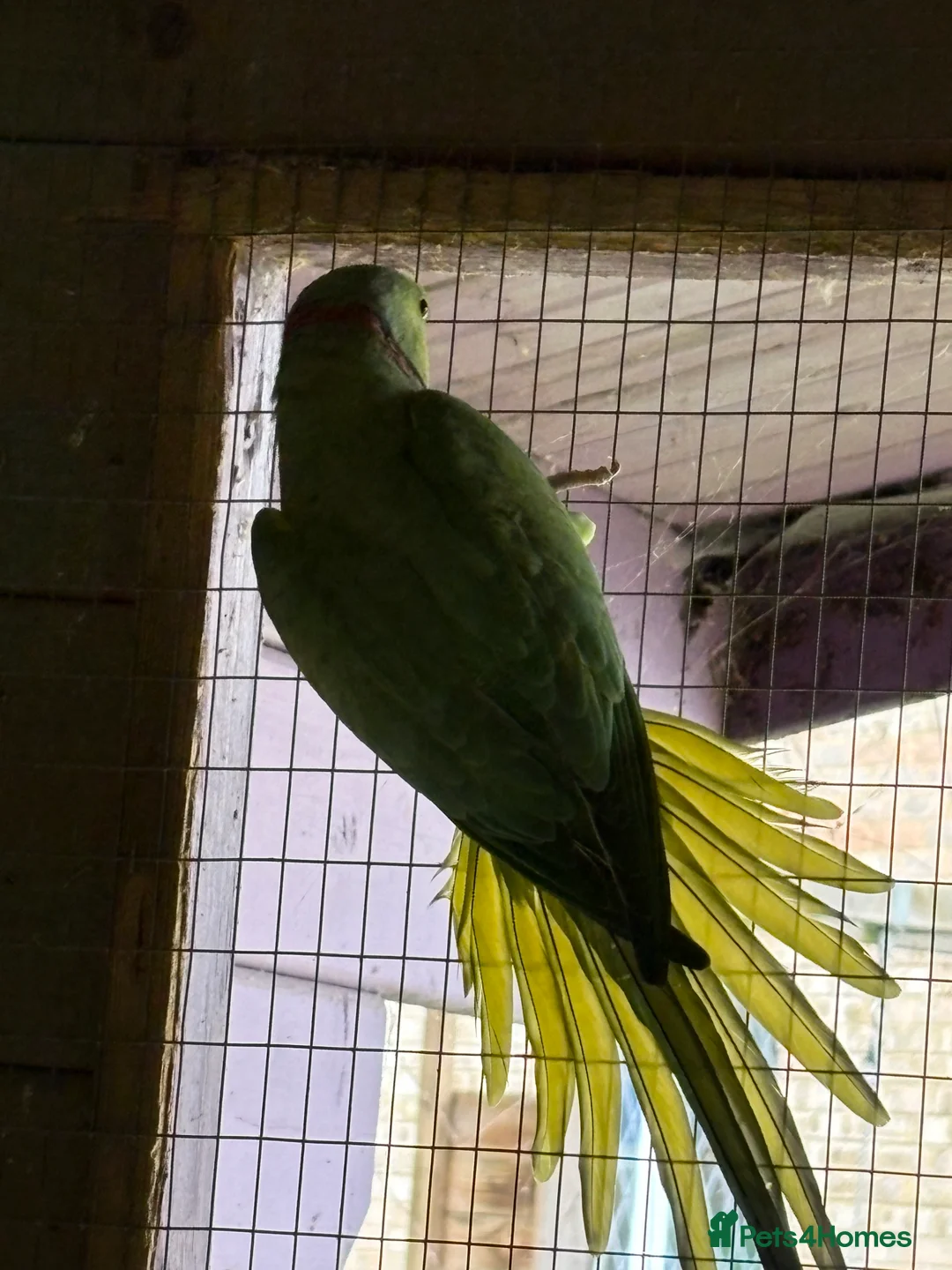 Ringnecks birds for sale: pair of ringnecks - Advert 5