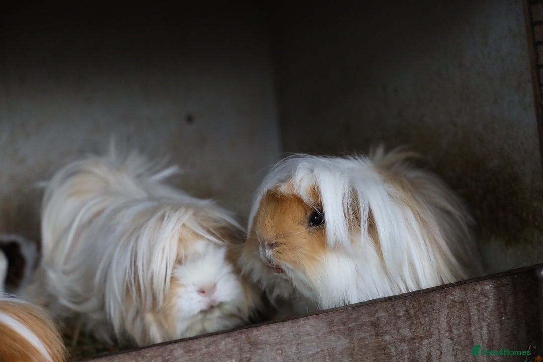 Guinea Pig rodents for sale:  Peruvian Boar for Sale 8 months old - Advert 3