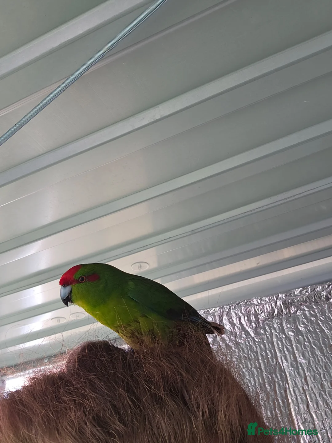 Parakeets birds for sale: Kakarikis - Advert 2