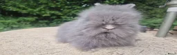 Angora rabbits for sale: ❤️STUNNING IMPORTED PARENTS- TEDDYDWERG BABIES❤️ - Advert 23